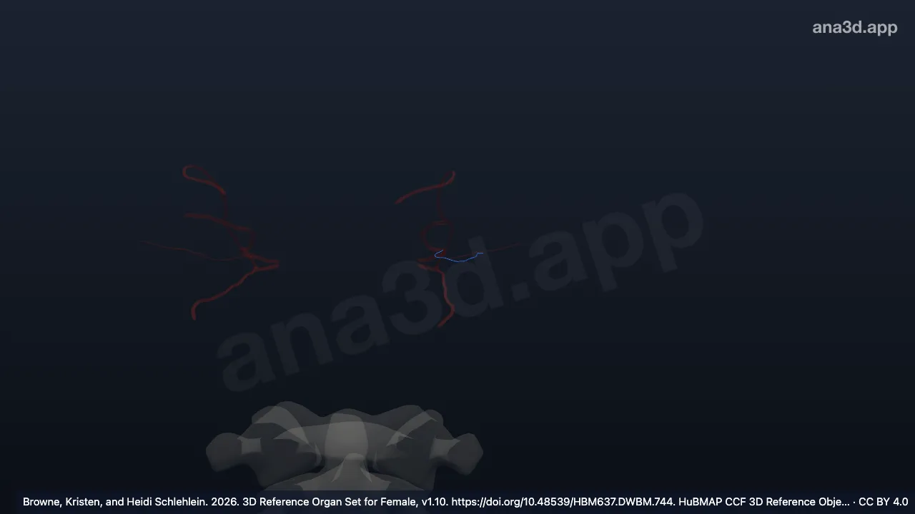 3D-Modell: Linke Vena centralis retinae