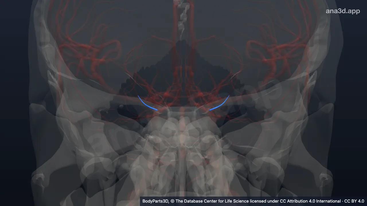 Model 3D: Cabang sirkulus arteriosus serebri