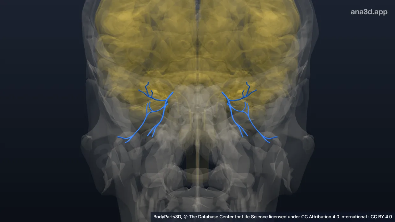 3D model: branch of oculomotor nerve