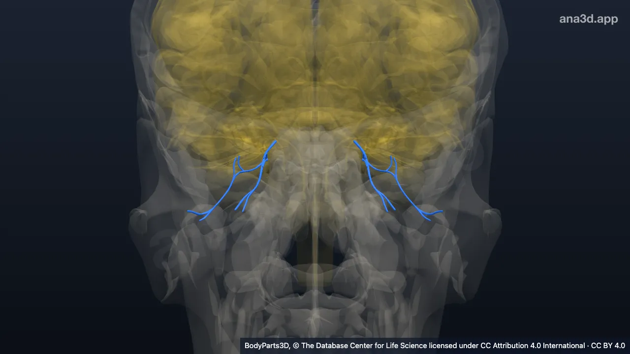 3D model: inferior branch of oculomotor nerve