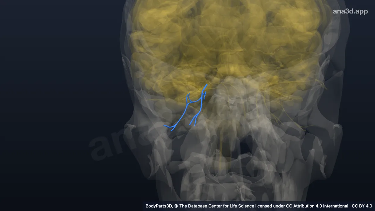 3D model: inferior branch of right oculomotor nerve