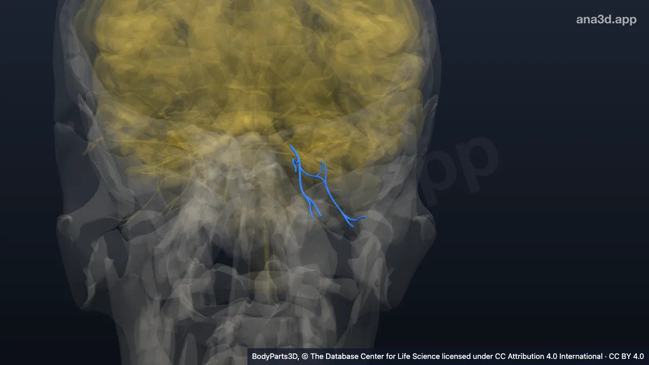 Model 3D: Cabang inferior saraf okulomotorius kiri