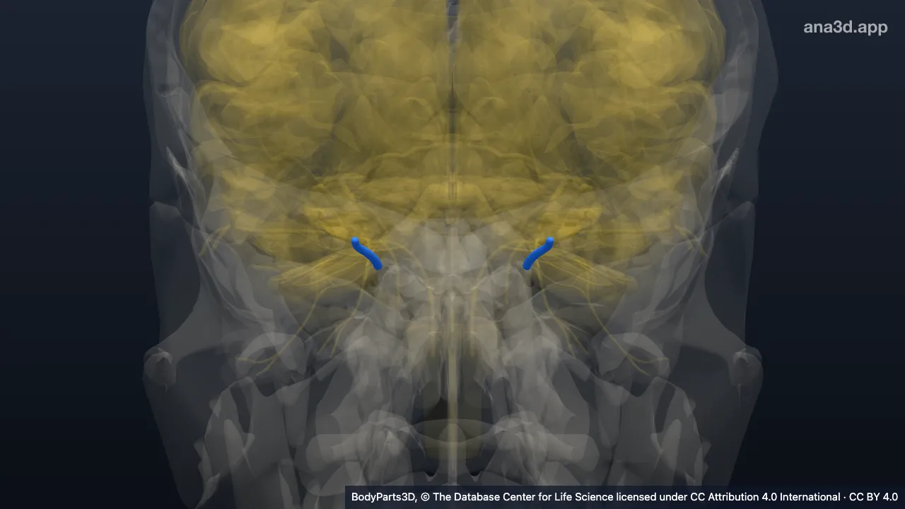 3D-Modell: Nervus ophthalmicus