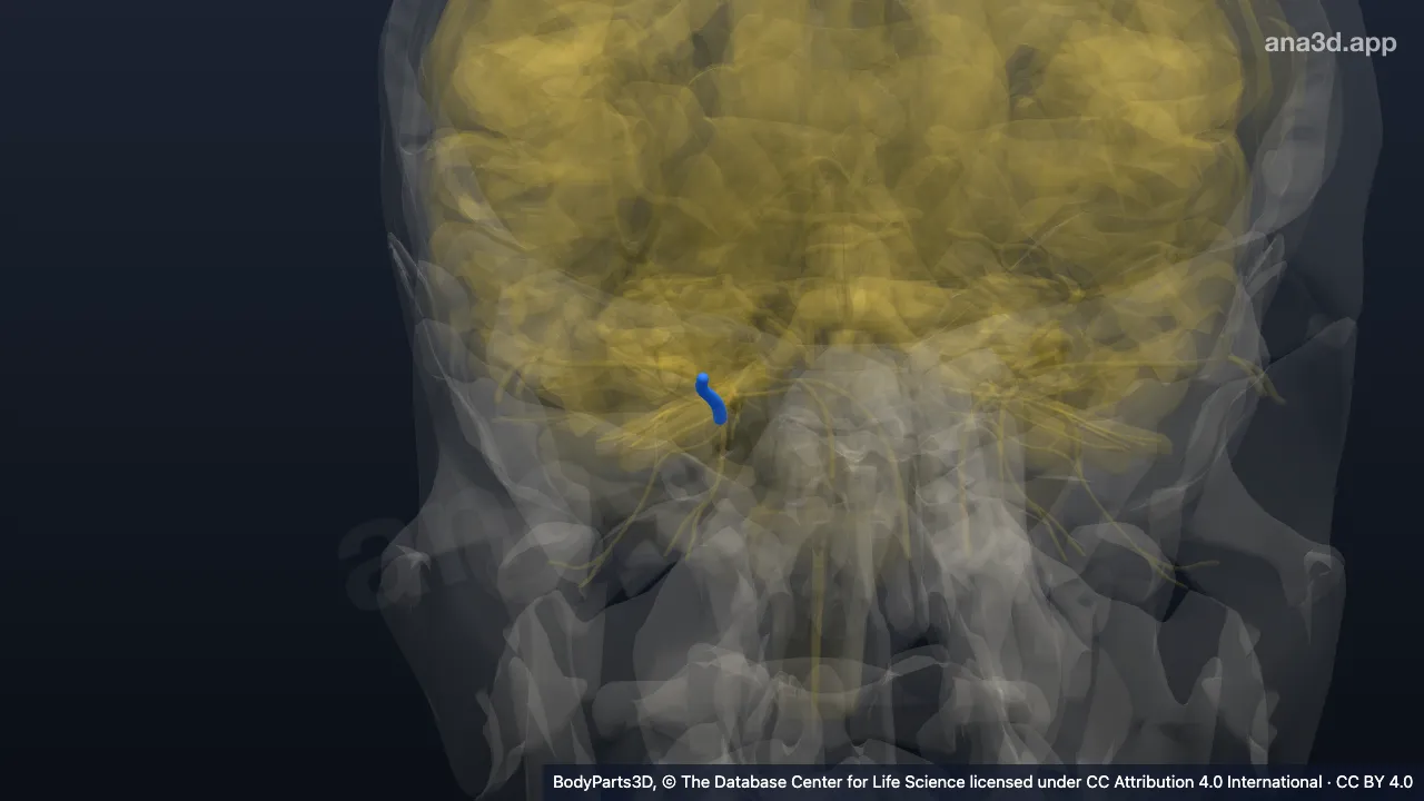 3D model: right ophthalmic nerve