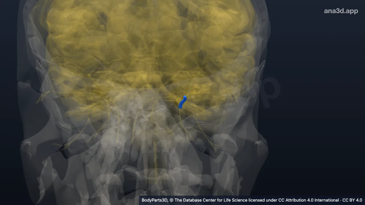 3D-Modell: Linker Nervus ophthalmicus