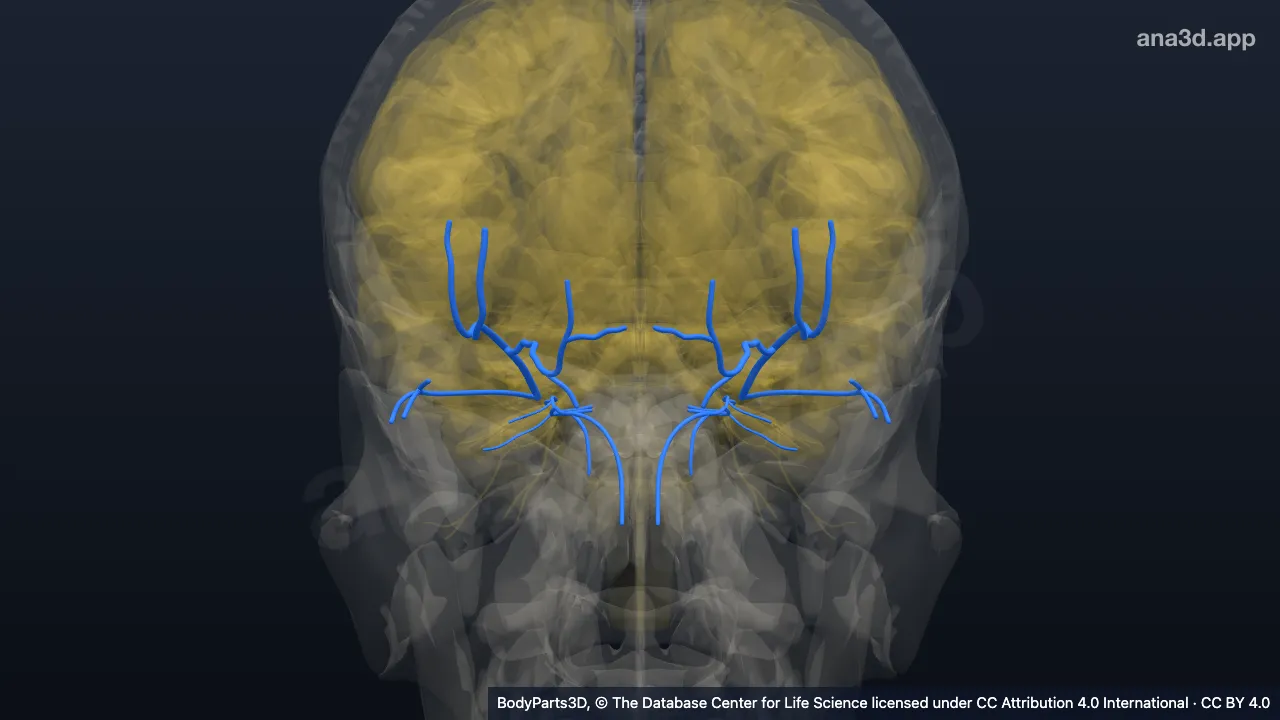 3D model: branch of ophthalmic nerve