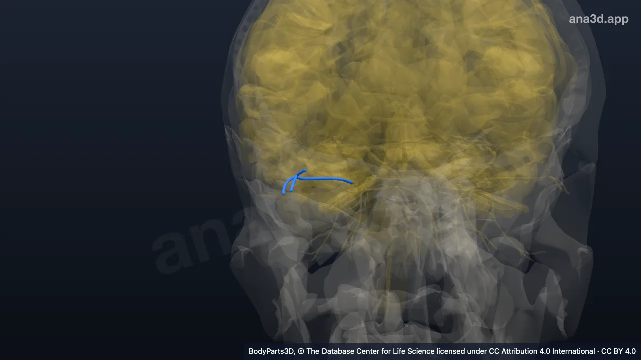3D model: right lacrimal nerve