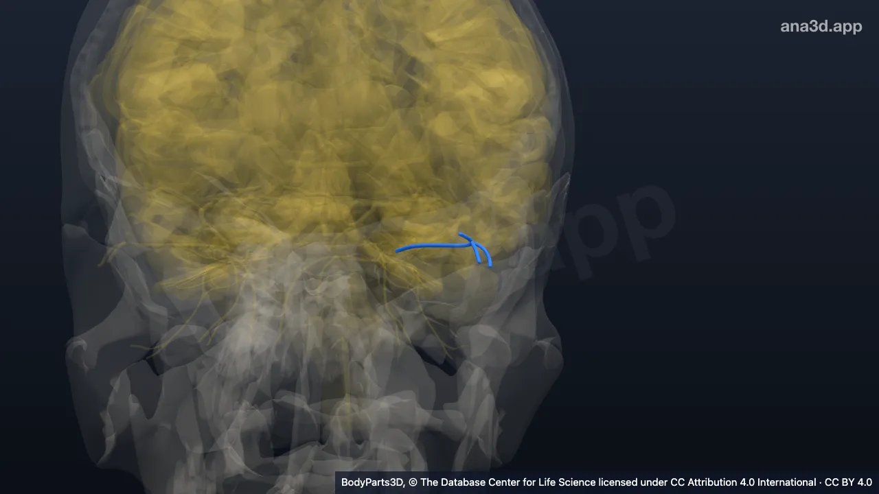 3D model: left lacrimal nerve