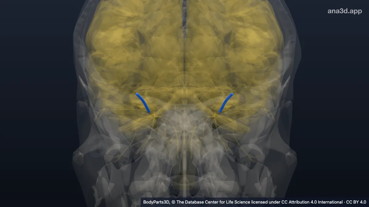 Model 3D: Saraf frontalis