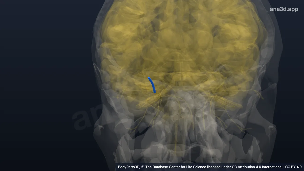 3D model: right frontal nerve