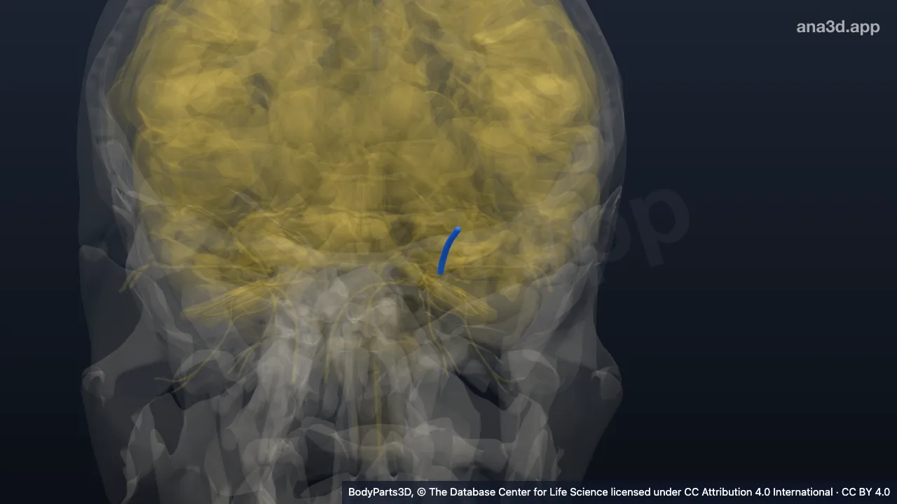 3D model: left frontal nerve
