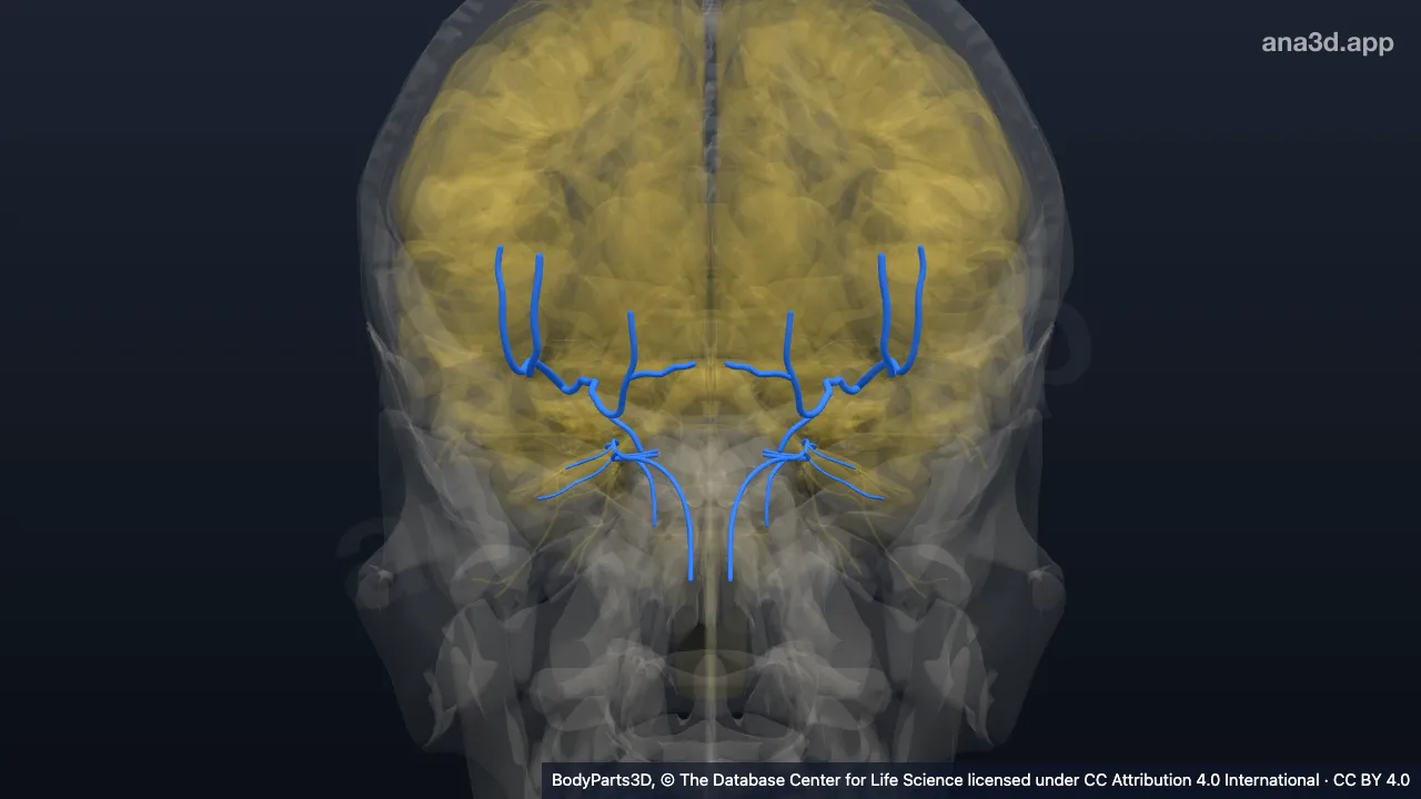 3D model: branch of frontal nerve