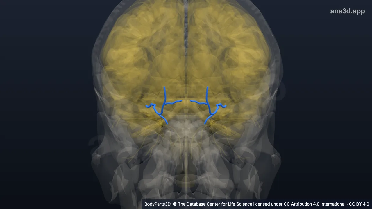 3D-Modell: Nervus supratrochlearis