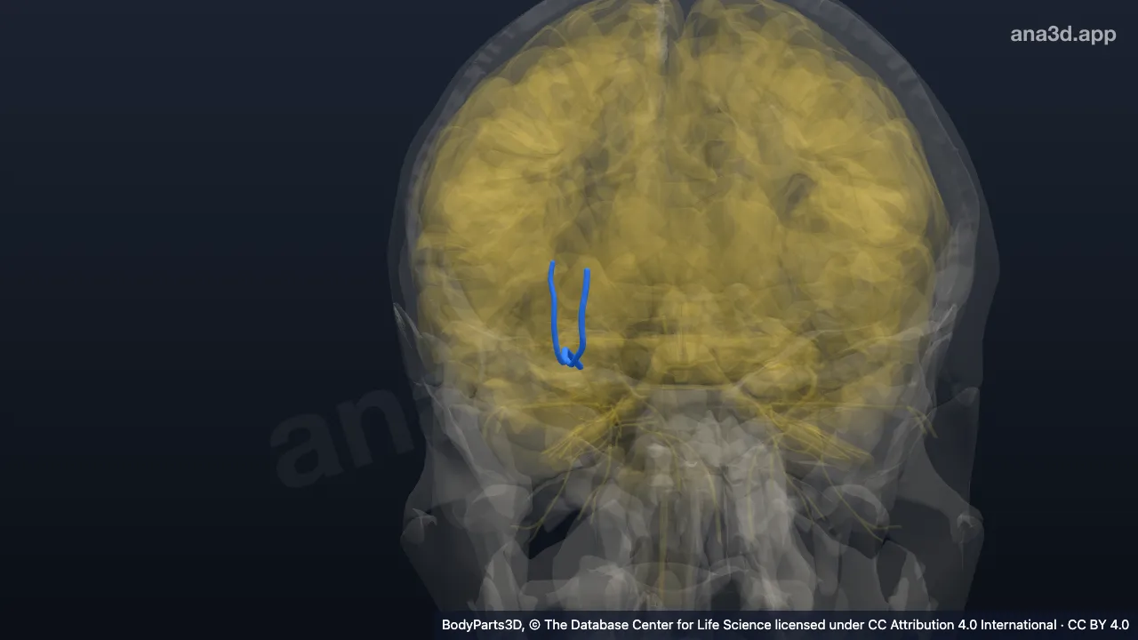 3D model: right supra-orbital nerve