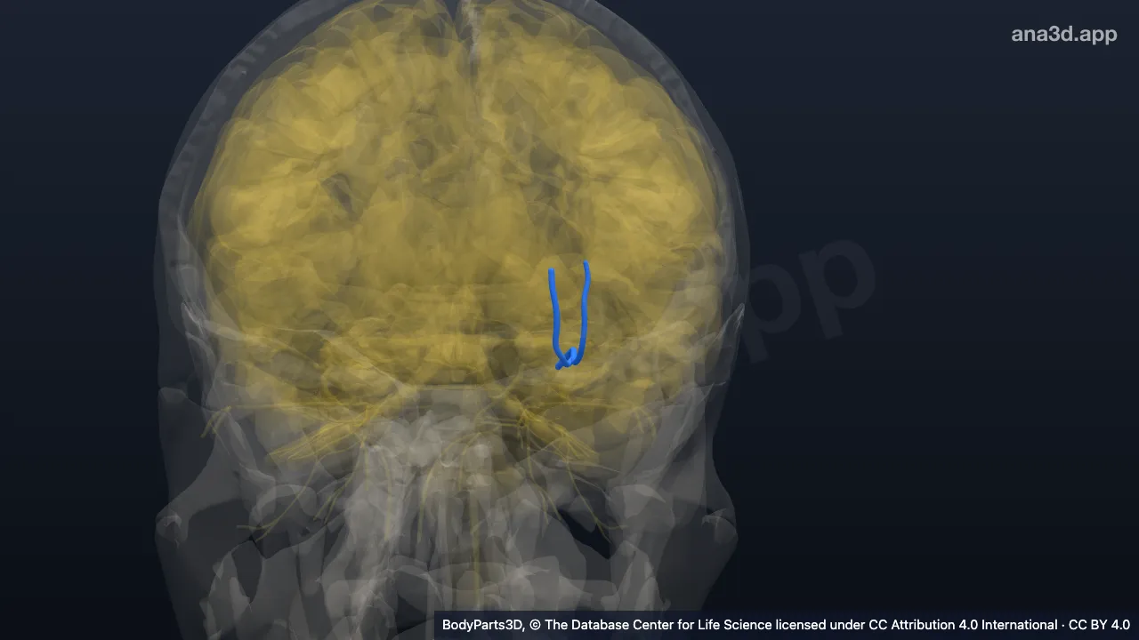 3D model: left supra-orbital nerve