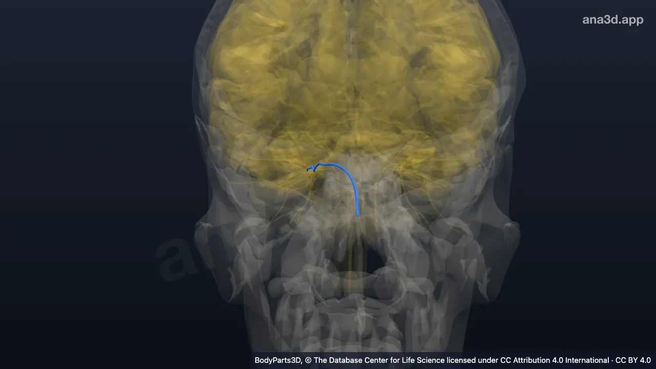 3D model: right nasociliary nerve