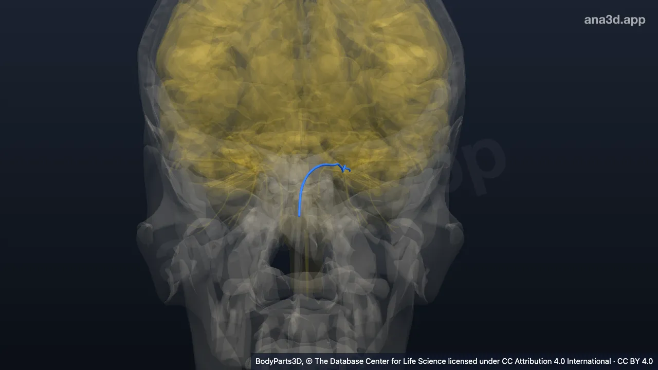 3D model: left nasociliary nerve