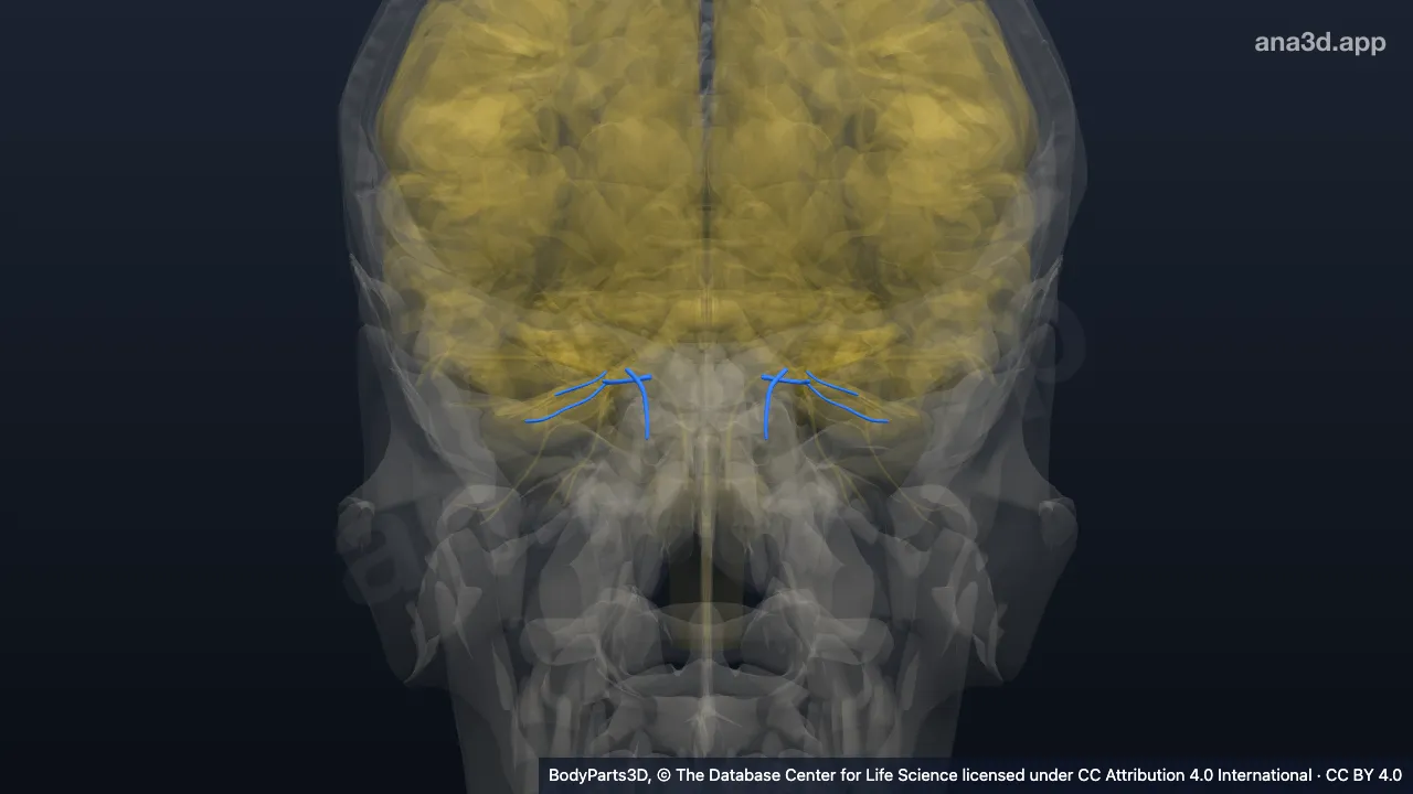 3D-Modell: Ast des Nervus nasociliaris