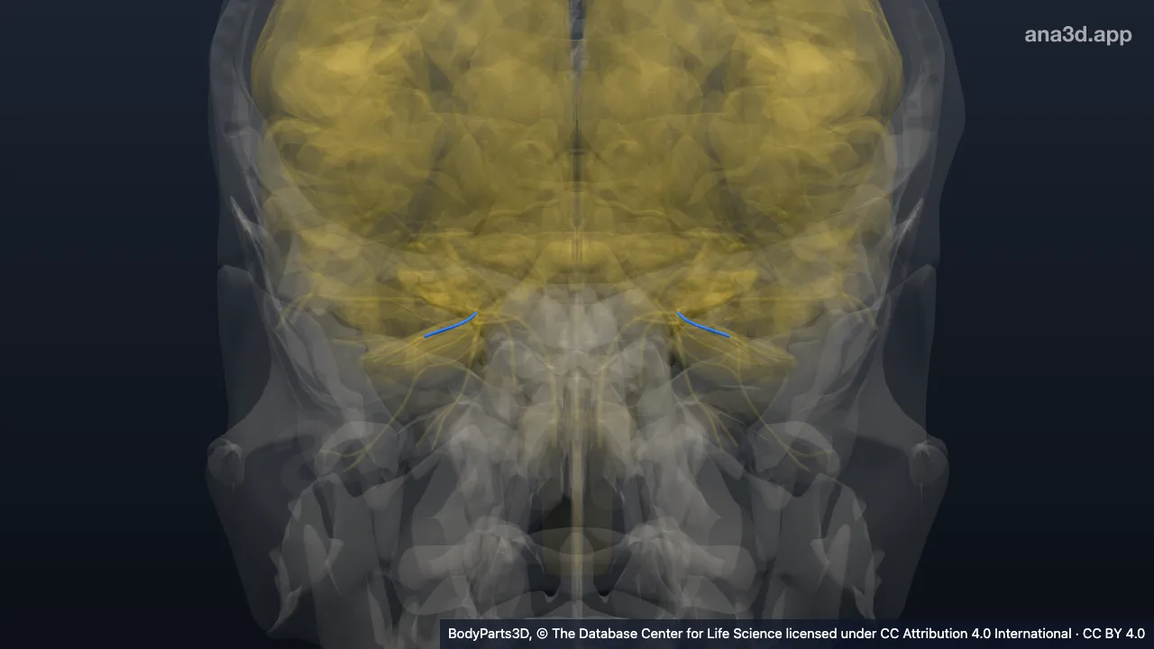 3D model: communicating branch of nasociliary nerve with ciliary ganglion