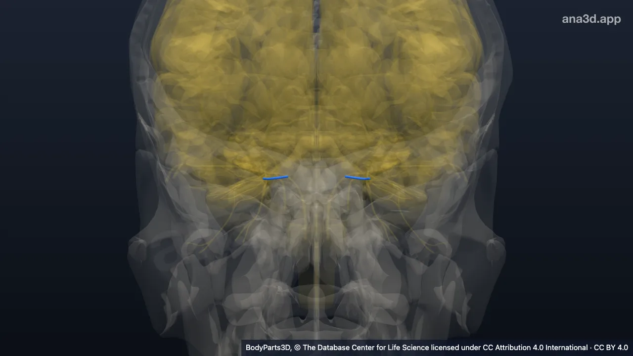 Model 3D: Saraf etmoidalis anterior