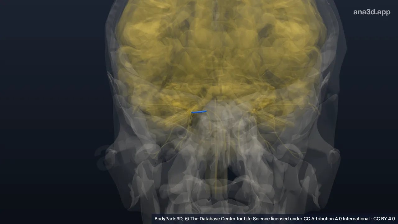 3D model: right anterior ethmoidal nerve