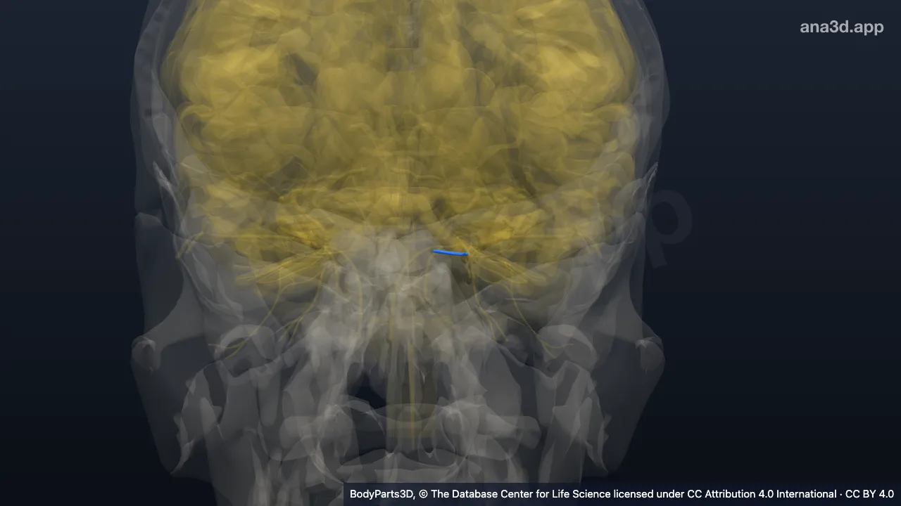 3D model: left anterior ethmoidal nerve