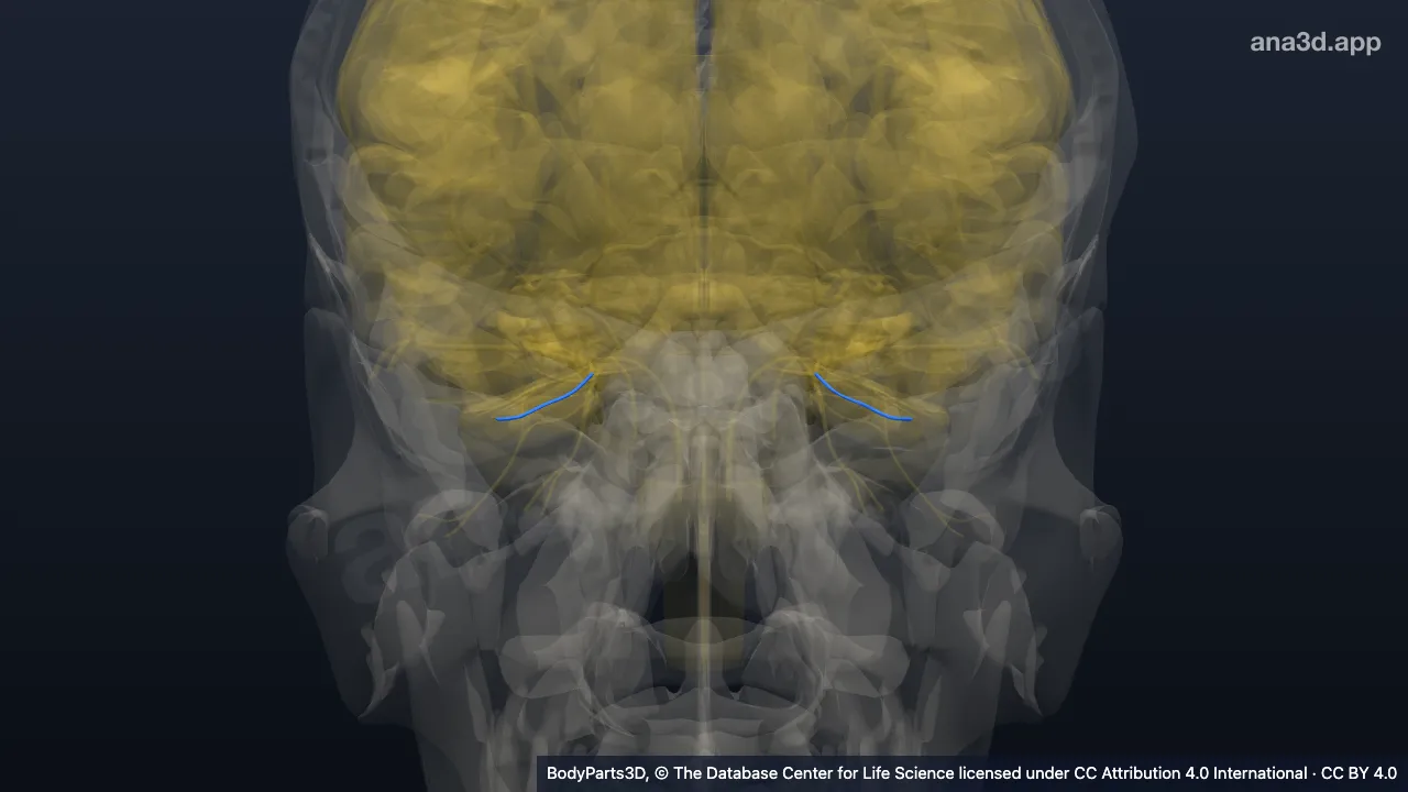 3D model: long ciliary nerve