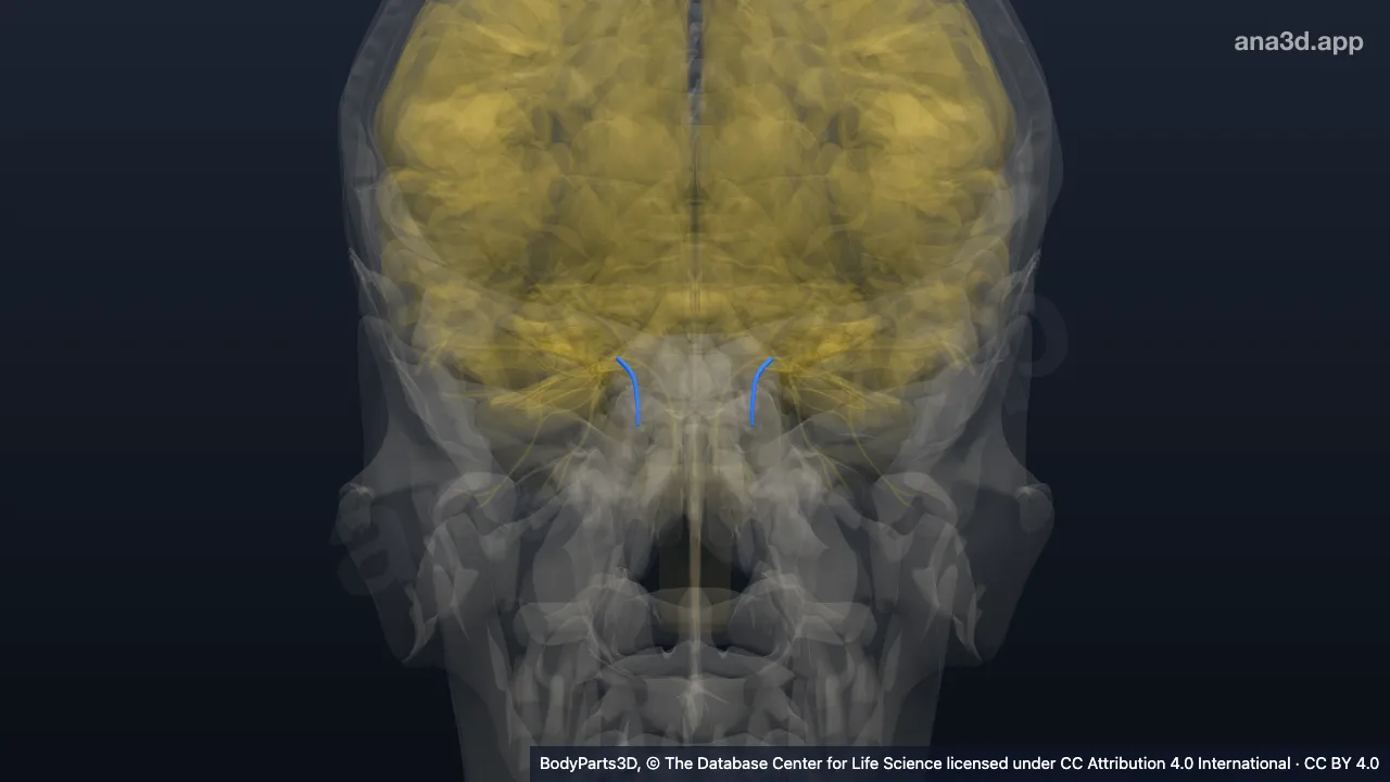 3D model: infratrochlear nerve