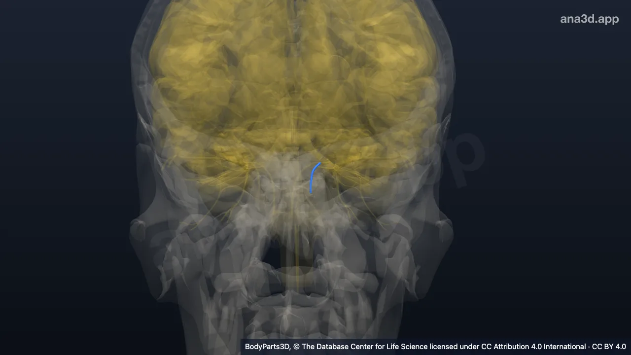 3D model: left infratrochlear nerve