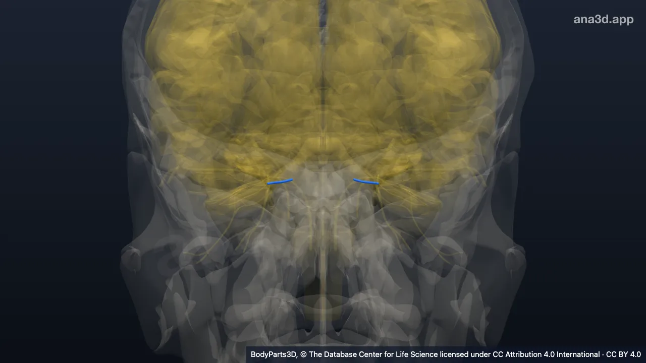 3D-Modell: Nervus ethmoidalis posterior