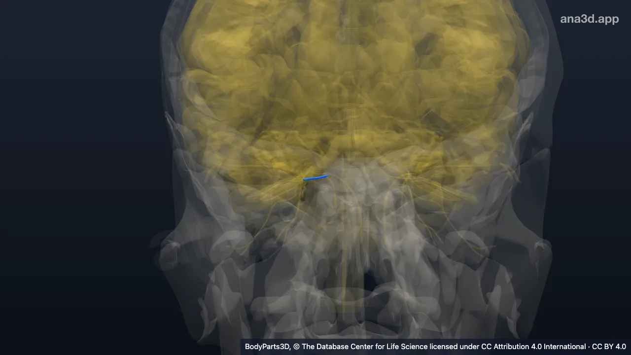 3D model: right posterior ethmoidal nerve