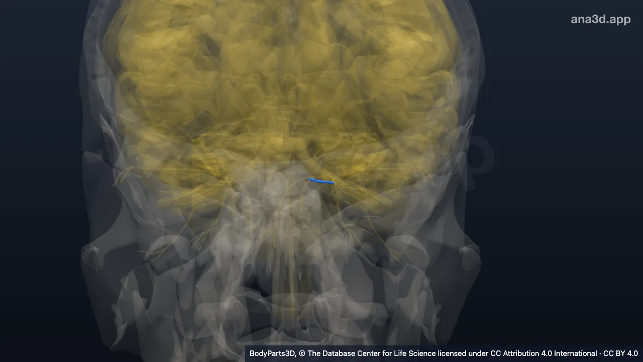 3D model: left posterior ethmoidal nerve