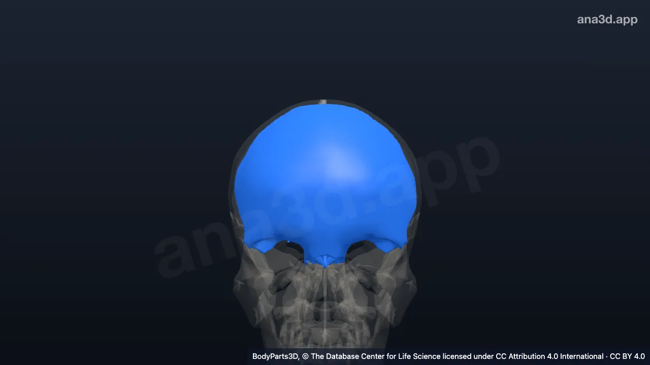 3D-Modell: Stirnbein