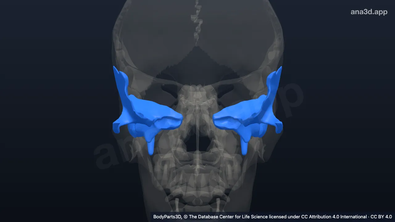 3D model: temporal bone