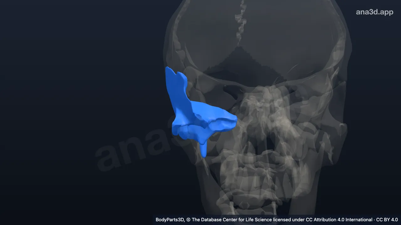 3D model: right temporal bone