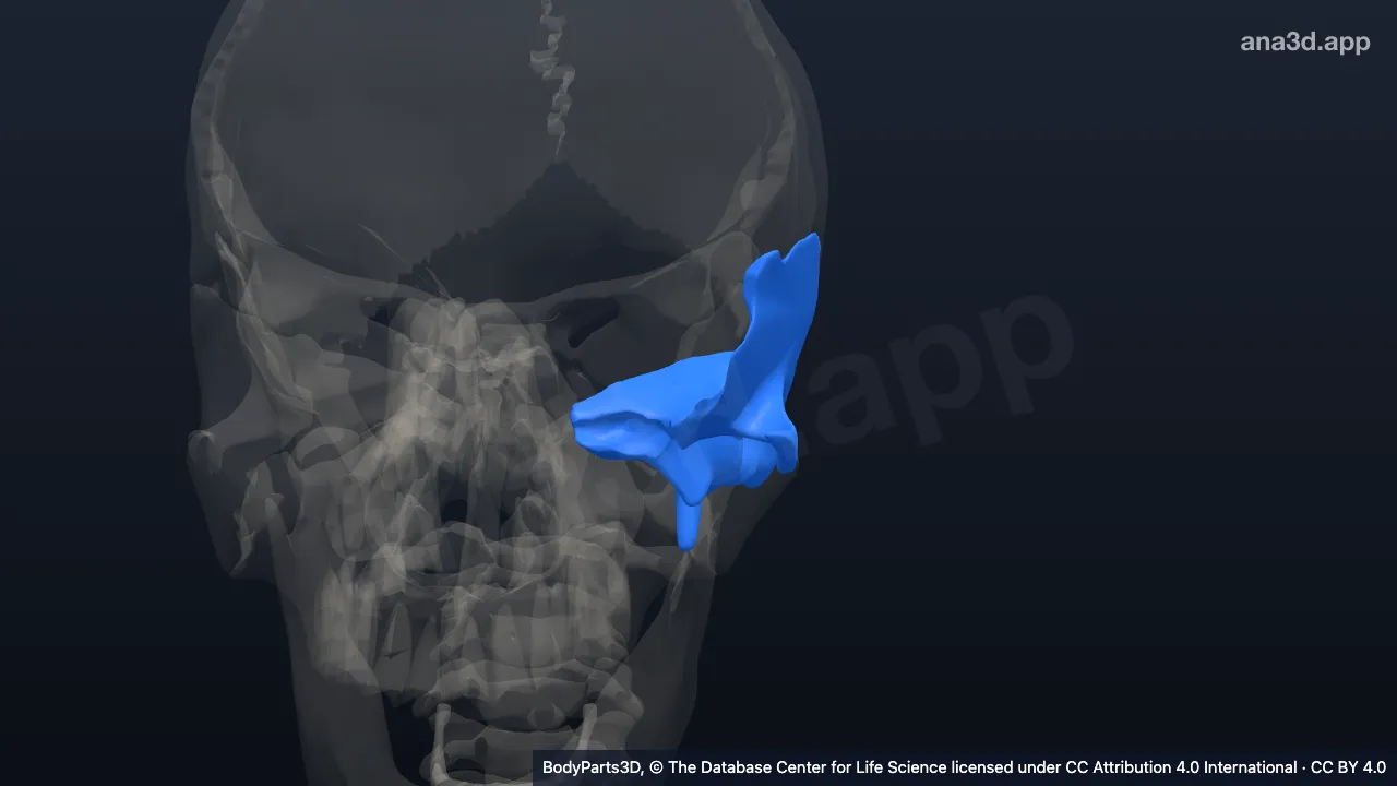 3D model: left temporal bone