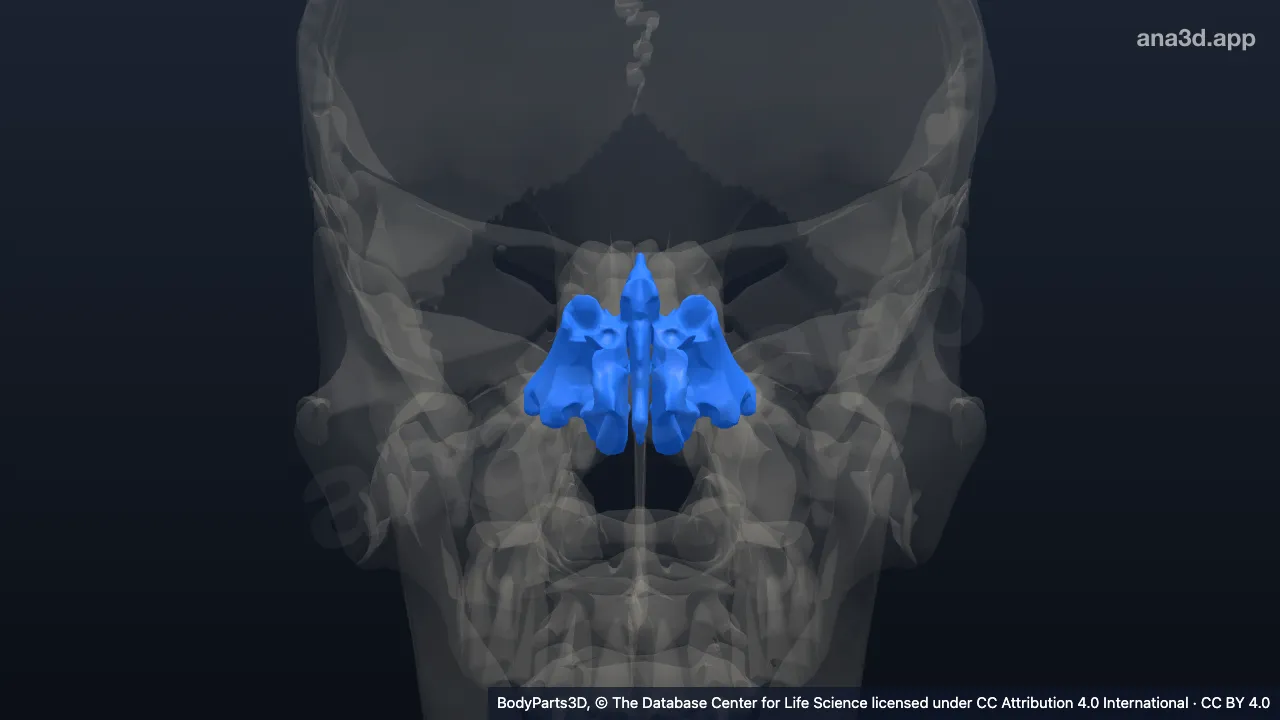 3D model: ethmoid