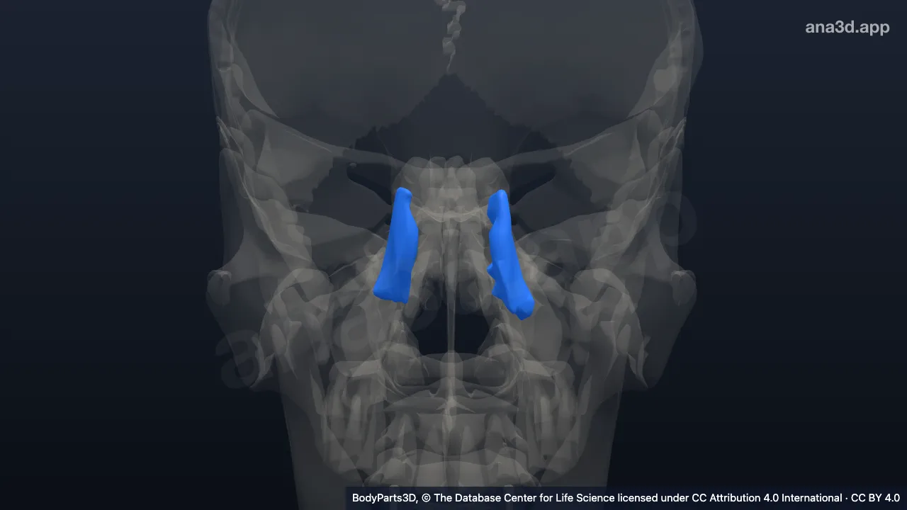 3D model: lacrimal bone
