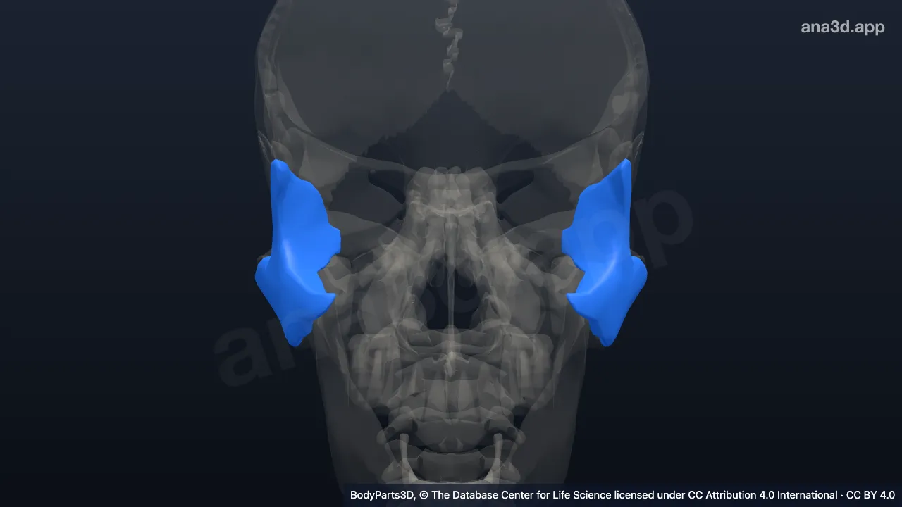 3D model: zygomatic bone