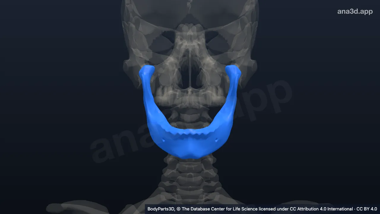 Mandible: anatomy, location and function