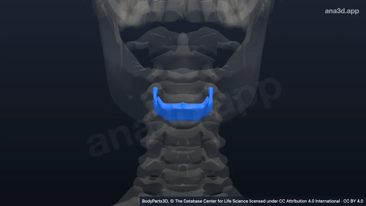 3D model: hyoid bone