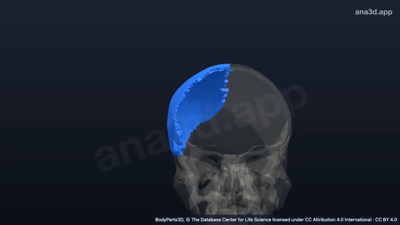 3D model: right parietal bone