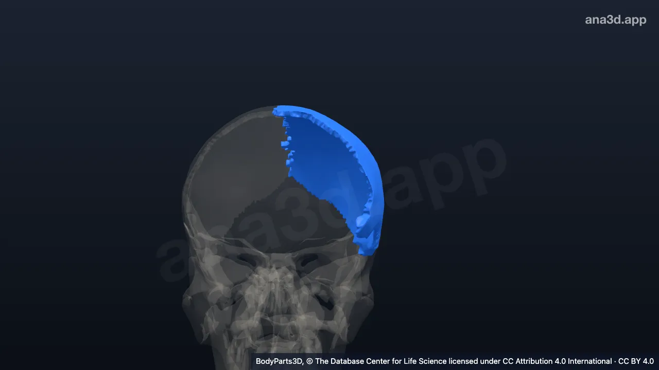 Modelo 3D: Osso parietal esquerdo