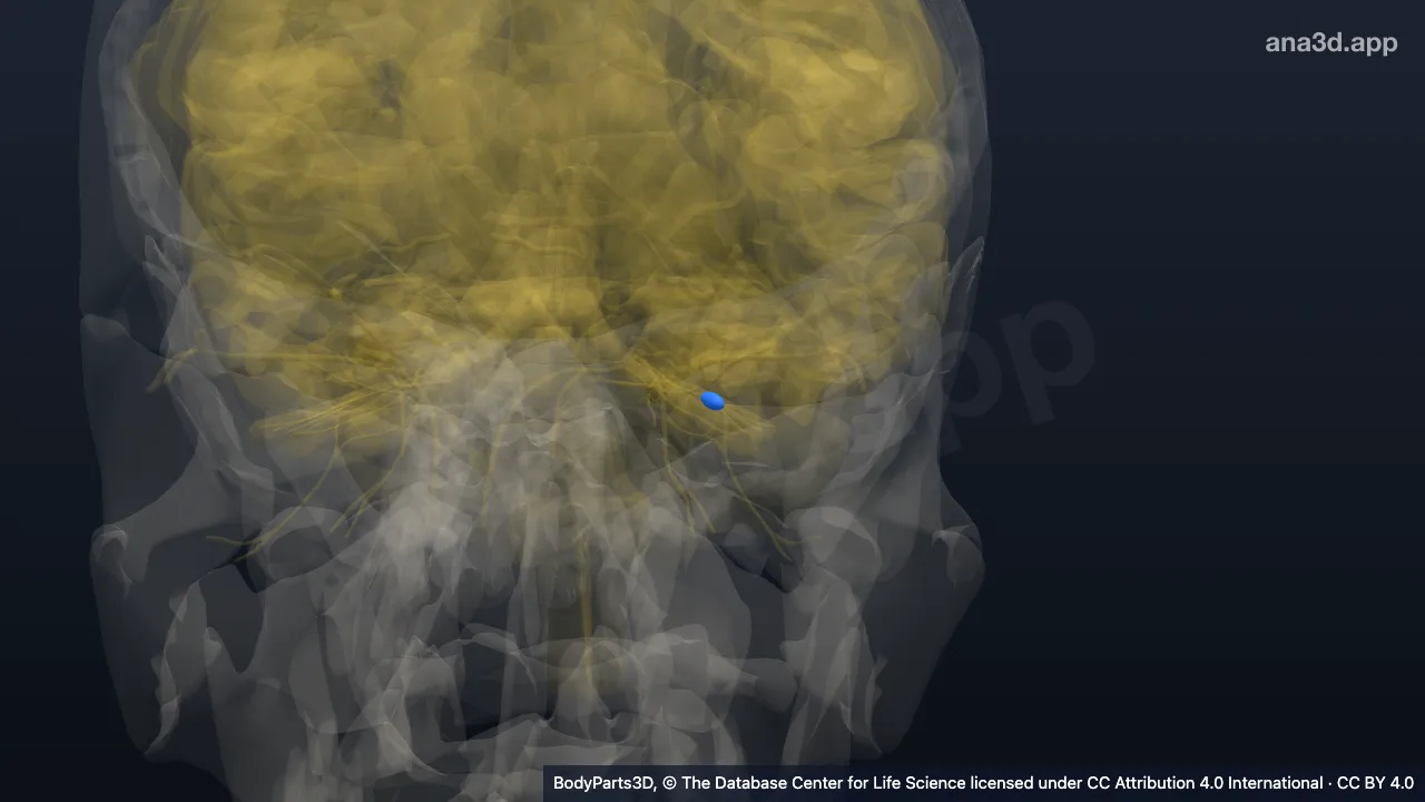 3D model: left ciliary ganglion
