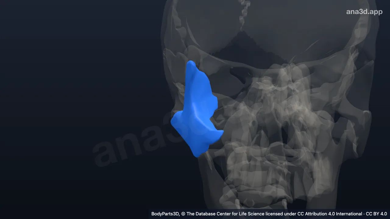 Model 3D: Pipi kanan