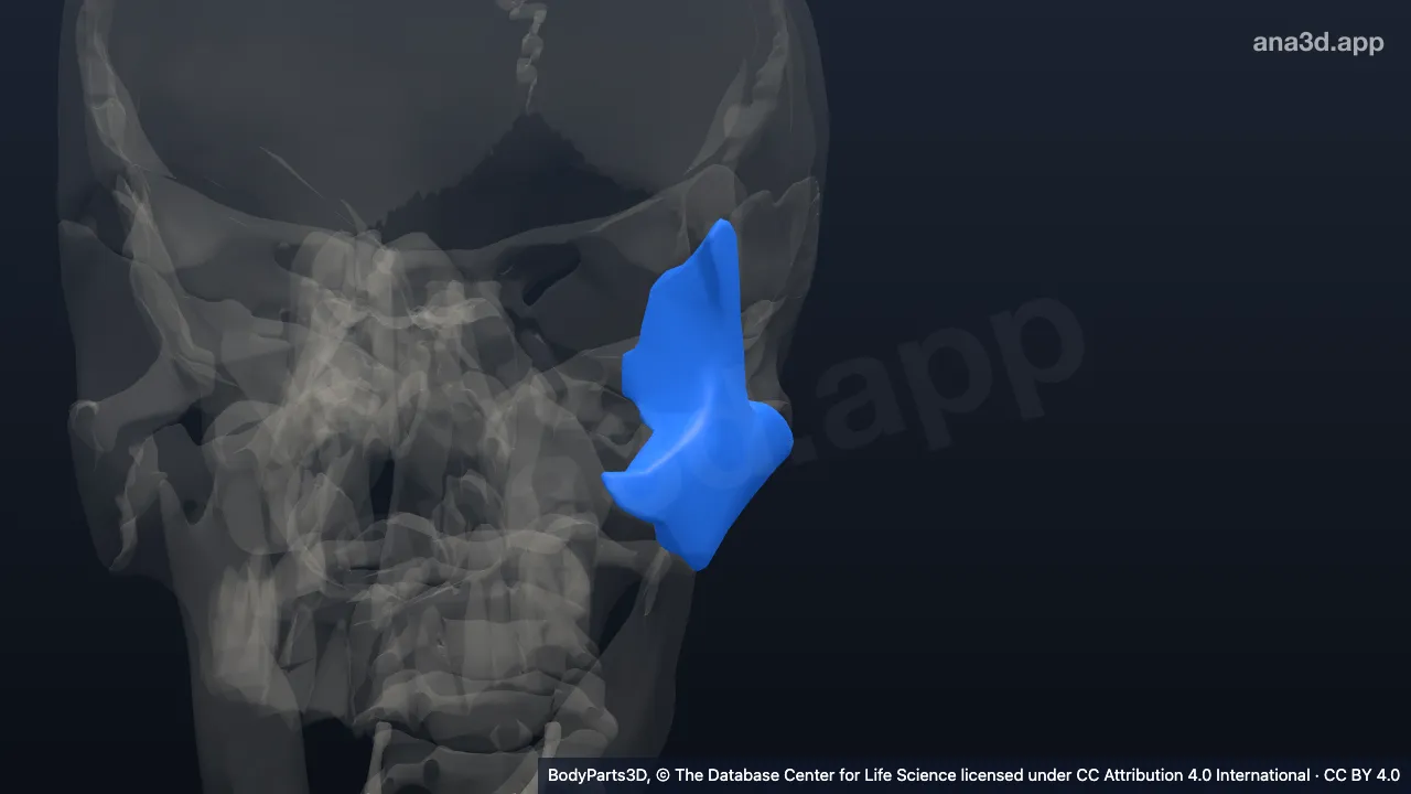 3D model: left cheek
