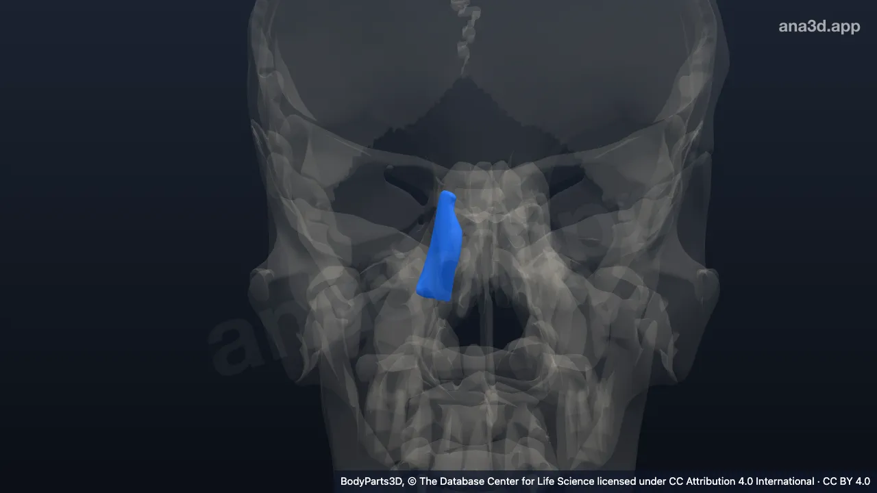Modelo 3D: Osso lacrimal direito