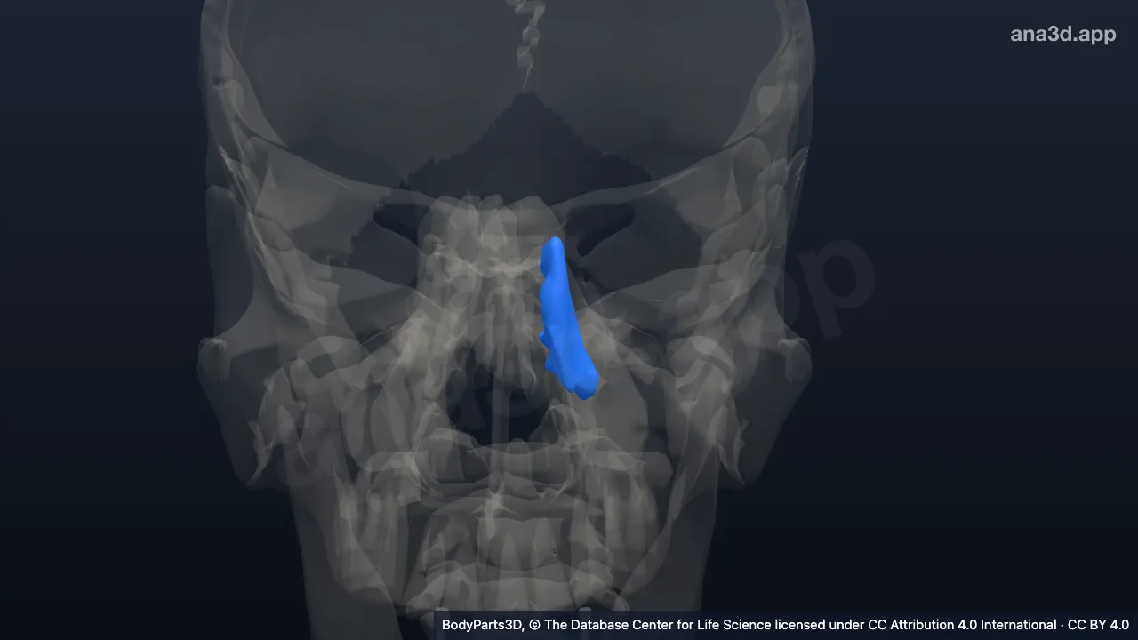 3D model: left lacrimal bone