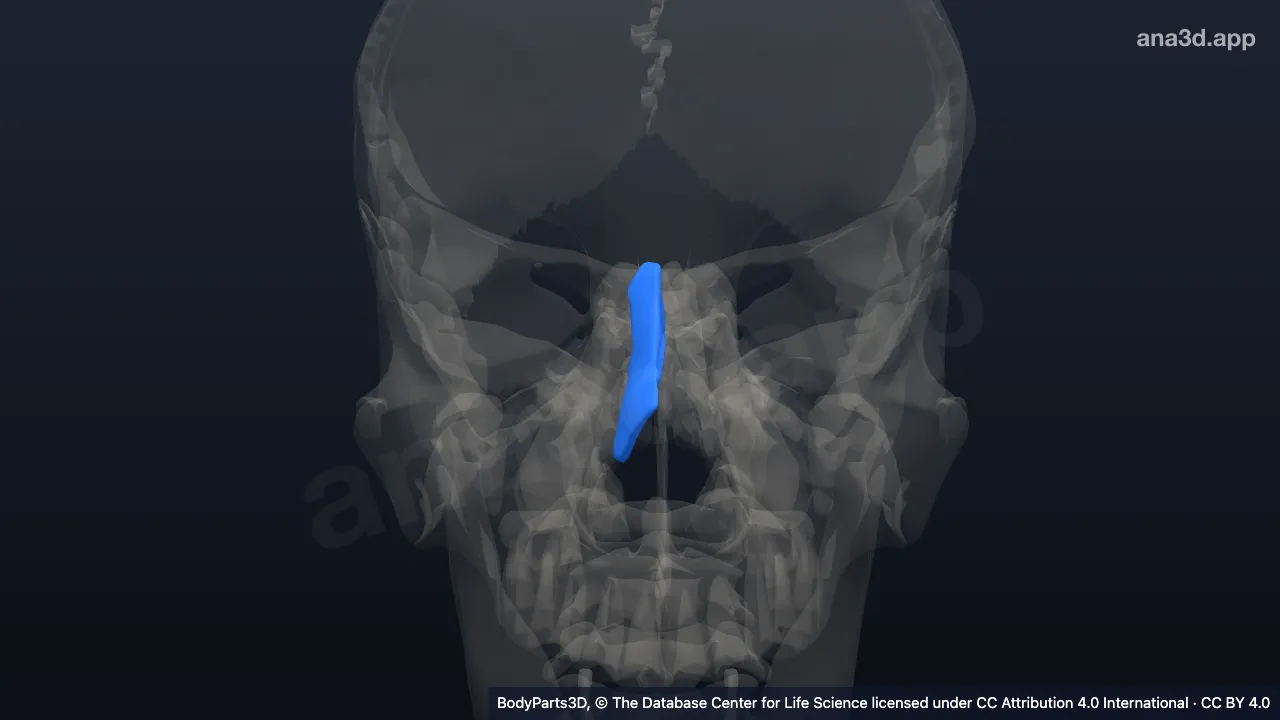 Modelo 3D: Hueso nasal derecho