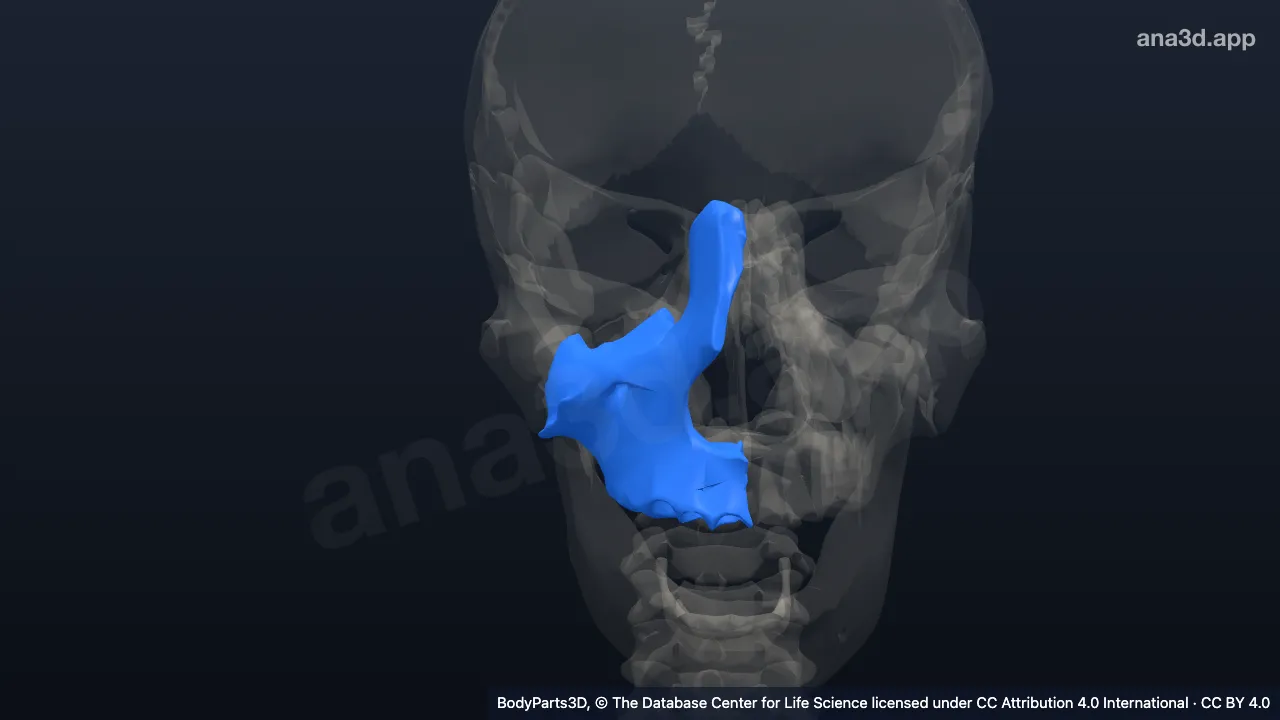 Modelo 3D: Maxila derecha